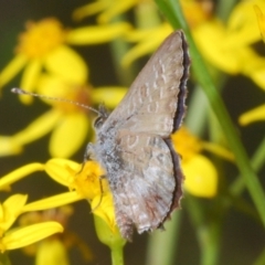 Neolucia agricola at Brindabella, NSW - 28 Dec 2023 05:31 PM