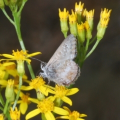 Neolucia agricola at Brindabella, NSW - 28 Dec 2023