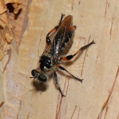 Laphria sp. at Capalaba, QLD - 28 Dec 2023 by TimL