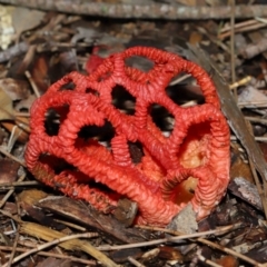 Colus hirudinosus at Ormiston, QLD - 29 Dec 2023 by TimL