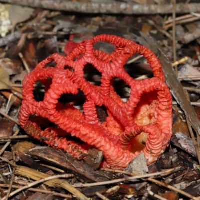 Colus hirudinosus at Ormiston, QLD - 29 Dec 2023 by TimL