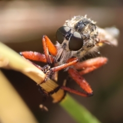 Unidentified Robber fly (Asilidae) at Wodonga, VIC - 28 Dec 2023 by KylieWaldon