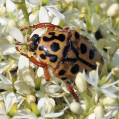 Neorrhina punctata (Spotted flower chafer) at Wodonga - 27 Dec 2023 by KylieWaldon