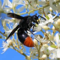 Unidentified Potter wasp (Vespidae, Eumeninae) at WREN Reserves - 27 Dec 2023 by KylieWaldon