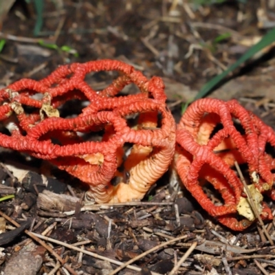 Colus hirudinosus at Ormiston, QLD - 29 Dec 2023 by TimL