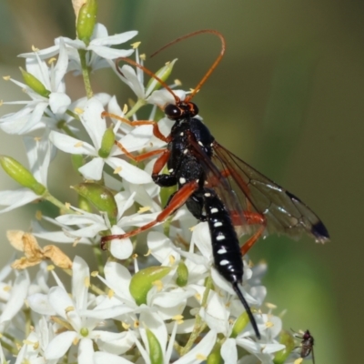 Echthromorpha intricatoria at WREN Reserves - 27 Dec 2023 by KylieWaldon