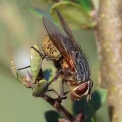 Calliphora stygia (Brown blowfly or Brown bomber) at Wodonga - 27 Dec 2023 by KylieWaldon