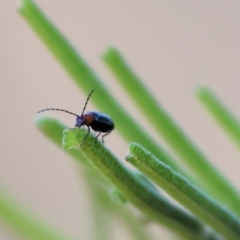 Adoxia benallae at Wodonga, VIC - 27 Dec 2023 by KylieWaldon