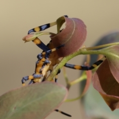 Amorbus alternatus (Eucalyptus Tip Bug) at WREN Reserves - 27 Dec 2023 by KylieWaldon