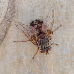 Rutilia (Rutilia) setosa at Higgins Woodland - 30 Dec 2023