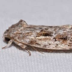 Agriophara discobola (A Gelechioid moth) at QPRC LGA - 30 Dec 2023 by DianneClarke