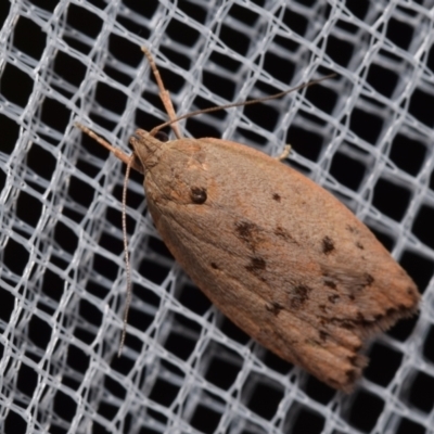 Garrha (genus) (A concealer moth) at QPRC LGA - 30 Dec 2023 by DianneClarke