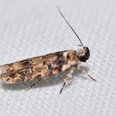 Ardozyga sodalisella (A Gelechioid moth) at QPRC LGA - 30 Dec 2023 by DianneClarke