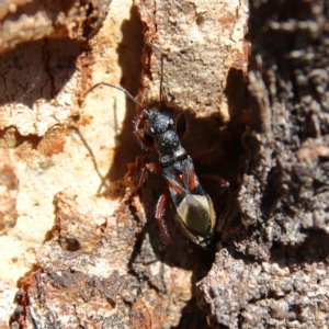 Daerlac cephalotes at Higgins Woodland - 30 Dec 2023