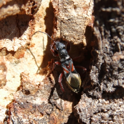 Daerlac cephalotes (Ant Mimicking Seedbug) at Higgins Woodland - 30 Dec 2023 by Trevor