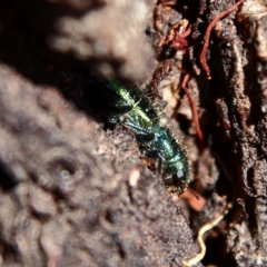 Eleale aspera (Clerid beetle) at Higgins, ACT - 30 Dec 2023 by Trevor