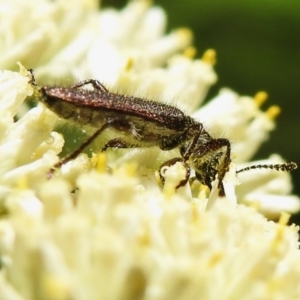 Eleale sp. (genus) at Tidbinbilla Nature Reserve - 28 Dec 2023