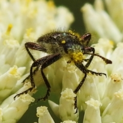 Eleale sp. (genus) at Tidbinbilla Nature Reserve - 28 Dec 2023