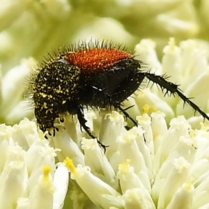 Phyllotocus sp. (genus) at Tidbinbilla Nature Reserve - 28 Dec 2023