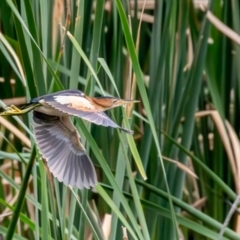 Ixobrychus dubius (Australian Little Bittern) at Jerrabomberra Wetlands - 31 Dec 2023 by rawshorty