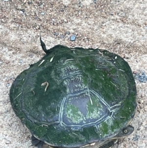 Chelodina longicollis at Mullion, NSW - suppressed