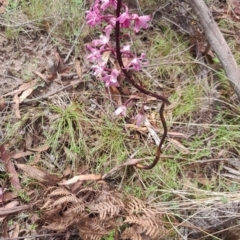 Dipodium roseum (Rosy Hyacinth Orchid) at Namadgi National Park - 28 Dec 2023 by Jo