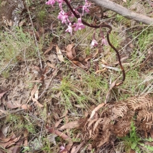 Dipodium roseum at Namadgi National Park - suppressed