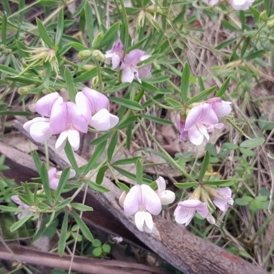 Lotus australis (Austral Trefoil) at Namadgi National Park - 28 Dec 2023 by Jo