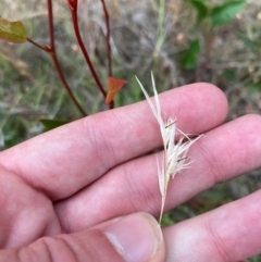 Rytidosperma sp. (Wallaby Grass) at Isaacs Ridge - 22 Nov 2023 by Tapirlord