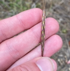 Bothriochloa macra (Red Grass, Red-leg Grass) at Isaacs, ACT - 22 Nov 2023 by Tapirlord