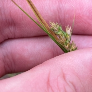 Carex inversa at Isaacs Ridge and Nearby - 22 Nov 2023