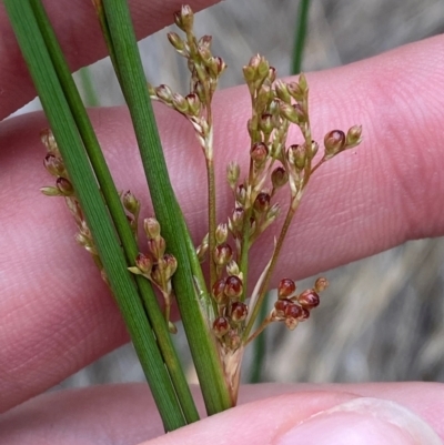 Juncus sarophorus (Broom Rush) at Isaacs Ridge - 22 Nov 2023 by Tapirlord