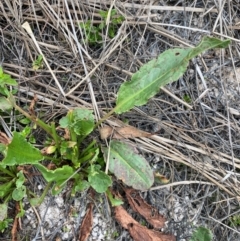 Rumex sp. (A Dock) at Isaacs Ridge - 22 Nov 2023 by Tapirlord