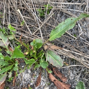 Rumex sp. at Isaacs Ridge - 22 Nov 2023 05:27 PM