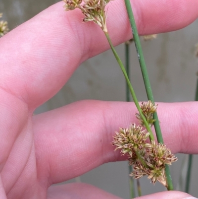 Juncus australis (Australian Rush) at Isaacs Ridge - 22 Nov 2023 by Tapirlord