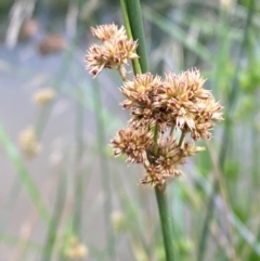 Juncus australis at Isaacs Ridge and Nearby - 22 Nov 2023