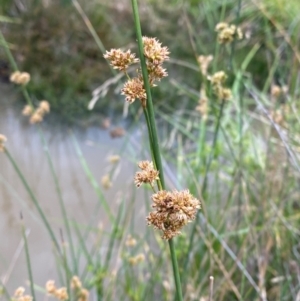 Juncus australis at Isaacs Ridge and Nearby - 22 Nov 2023 05:26 PM