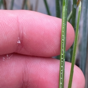 Juncus australis at Isaacs Ridge and Nearby - 22 Nov 2023