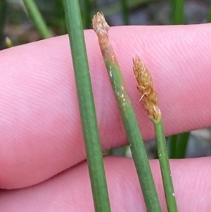 Eleocharis acuta at Isaacs Ridge and Nearby - 22 Nov 2023