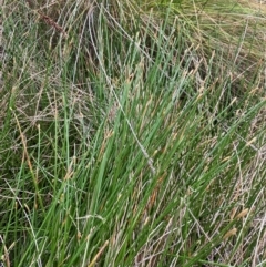 Eleocharis acuta at Isaacs Ridge and Nearby - 22 Nov 2023