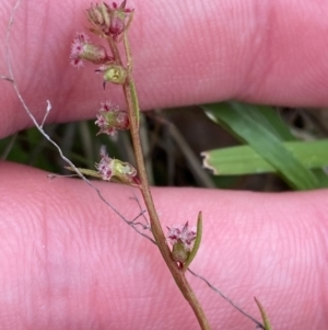 Haloragis heterophylla at Isaacs Ridge and Nearby - 22 Nov 2023 05:25 PM