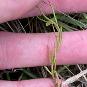 Haloragis heterophylla at Isaacs Ridge and Nearby - 22 Nov 2023 05:25 PM