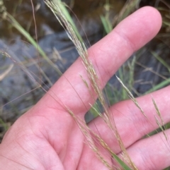 Lachnagrostis filiformis at Isaacs Ridge - 22 Nov 2023