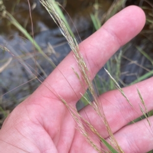 Lachnagrostis filiformis at Isaacs Ridge - 22 Nov 2023