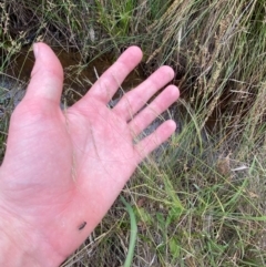 Lachnagrostis filiformis at Isaacs Ridge - 22 Nov 2023