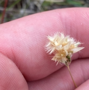 Rytidosperma carphoides at Mount Mugga Mugga - 22 Nov 2023 05:20 PM