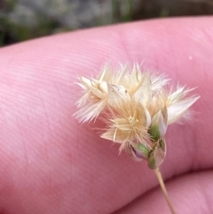 Rytidosperma carphoides at Mount Mugga Mugga - 22 Nov 2023 05:20 PM