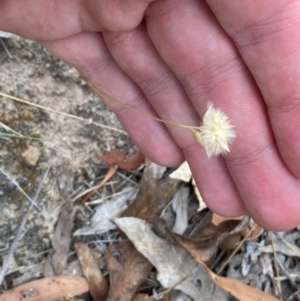 Rytidosperma carphoides at Mount Mugga Mugga - 22 Nov 2023 05:20 PM