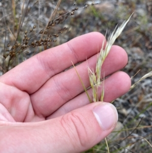 Rytidosperma racemosum var. racemosum at Mount Mugga Mugga - 22 Nov 2023