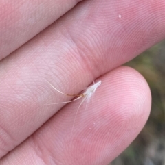 Rytidosperma racemosum var. racemosum at Mount Mugga Mugga - 22 Nov 2023